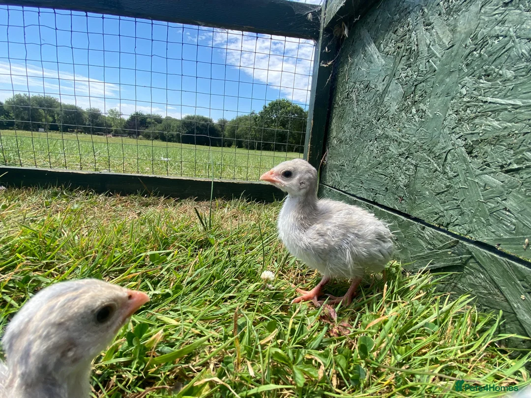 Guinea Fowl poultry for sale: Guinea fowl keets  - Advert 6
