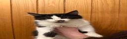 Maine Coon cats for sale: Four gorgeous Maine Coons left! - Advert 14