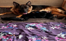 German Shepherd dogs for sale: KC German Shepherd puppies - Image 5