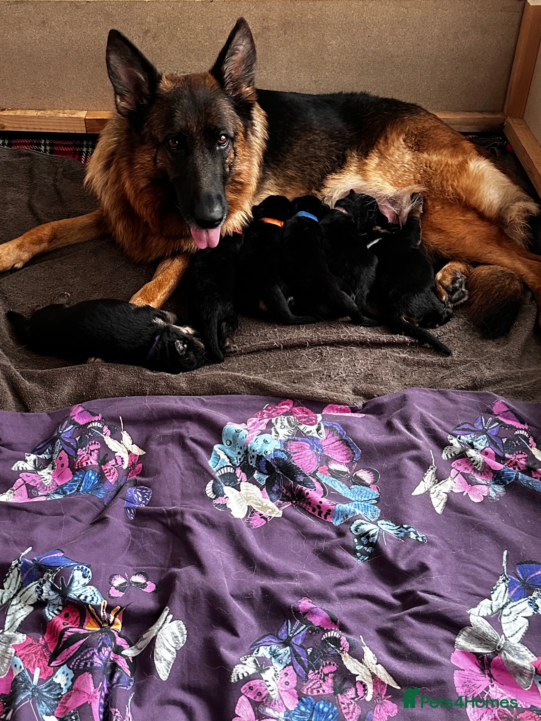 German Shepherd dogs for sale: KC German Shepherd puppies - Image 5