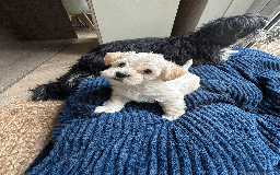 Mixed Breed dogs for sale: Maltese cross yorkshire cross shih tzu for sale - Advert 11