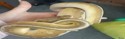 Python Snake reptiles for sale: 6 Royal pythons need a new home - Advert 3