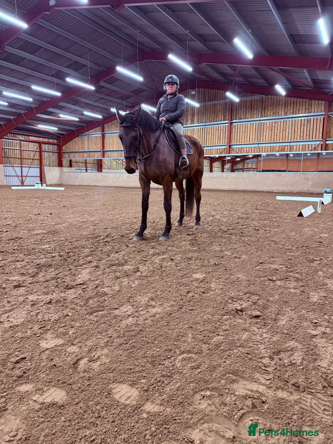 Irish Thoroughbred horses for sale: 10 yr old school mistress  - Advert 21