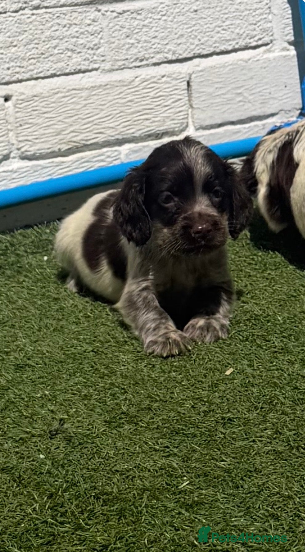 Cocker Spaniel dogs Cocker spaniel  - Advert 9