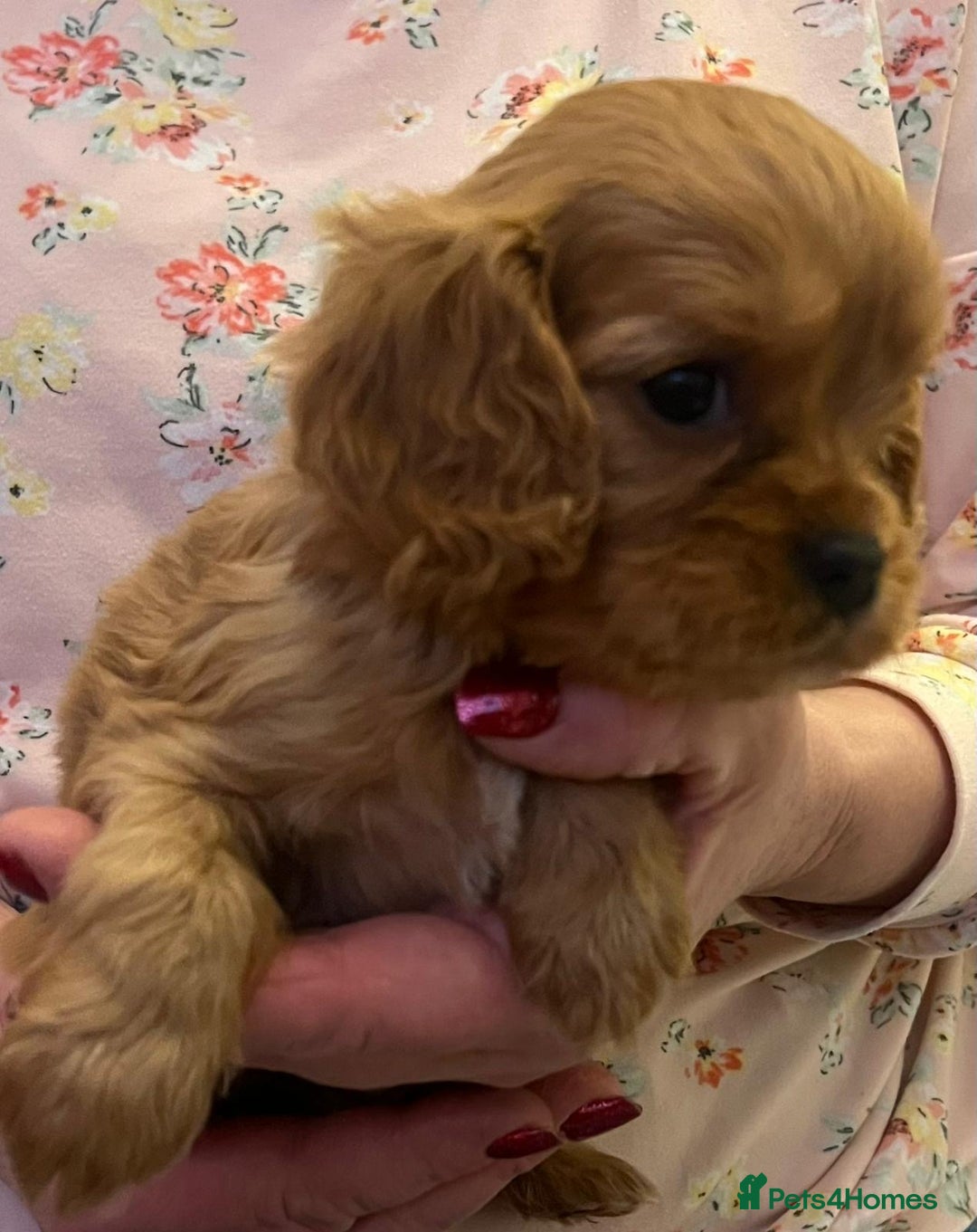 Cavalier King Charles Spaniel dogs for sale: ❤️KC REGISTERED HEALTH CLEAR CAVALIER PUPPIES❤️ - Advert 9