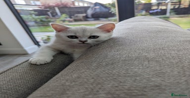 British Shorthair cats - Advert 2
