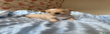 Maltipoo 1