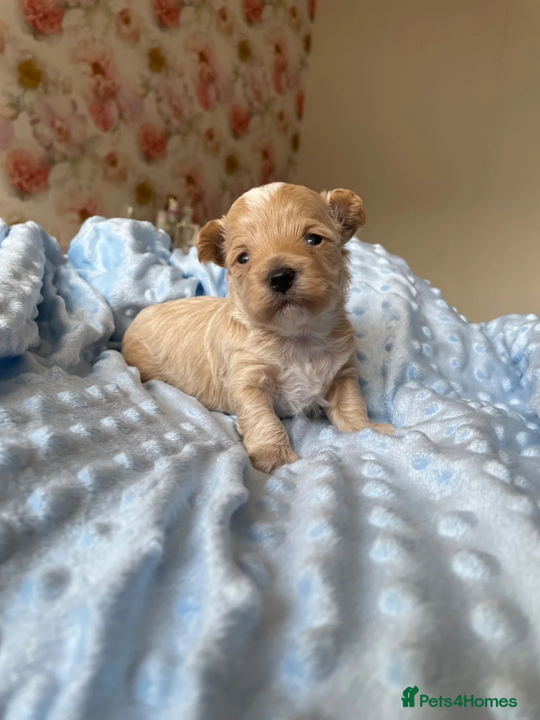 Maltipoo dogs for sale: Beautiful Tiny Maltipoo Puppies  - Advert 10