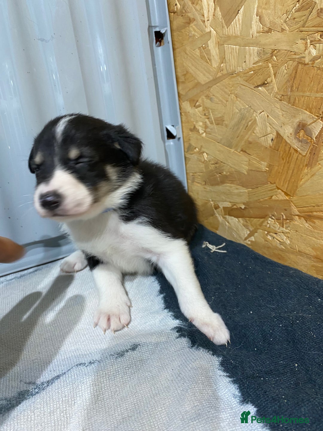 Border Collie dogs for sale: Beautiful border collie pups  - Advert 24