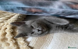 British Shorthair cats for sale: ❤️GCCF❤️ONE GIRL LEFT❤️READY❤️ BRITISH SHORTHAIR❤️ - Image 21