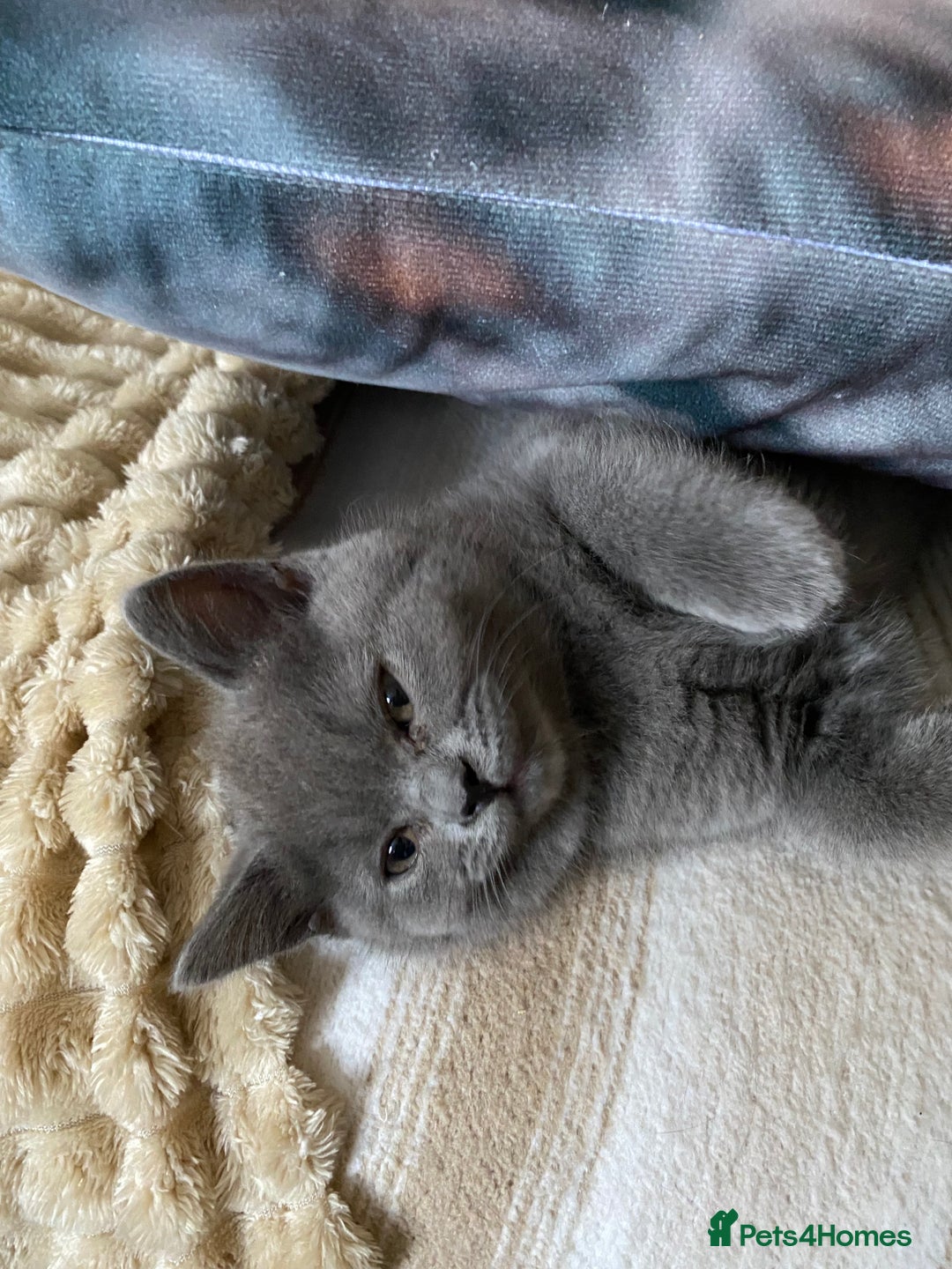 British Shorthair cats for sale: ❤️GCCF❤️ONE GIRL LEFT❤️READY❤️ BRITISH SHORTHAIR❤️ - Image 21