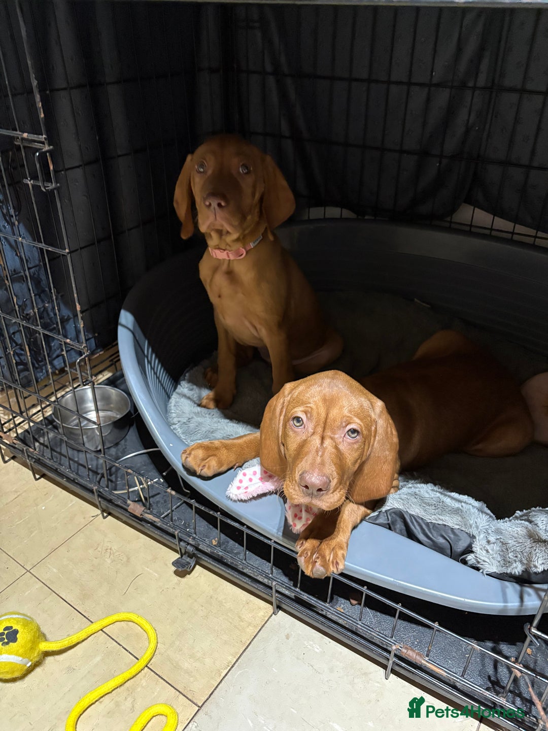 Hungarian Vizsla dogs for sale: 9 week old adorable Hungarian Vizsla Girl - Advert 5