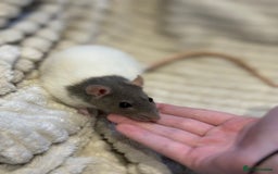 Rat rodents for sale: Baby rats (males and females) - Image 8