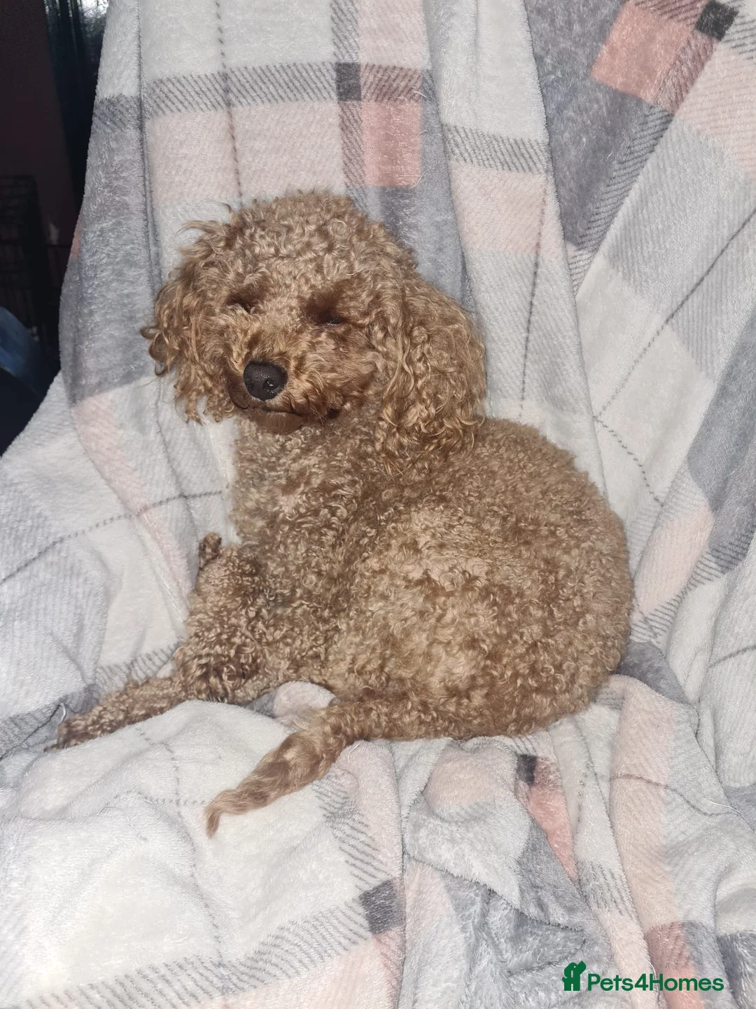 Toy Poodle dogs for sale: Fox - Toy Poodle - 5 years old - Neutered - Rehome - Advert 7