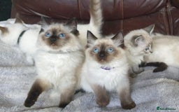 Ragdoll cats for sale: Beautiful GCCF Registered Ragdoll Kittens. - Image 21