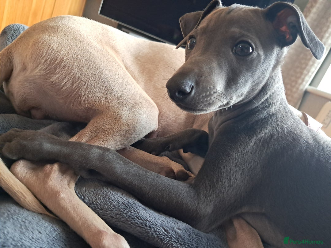 Italian Greyhound dogs for sale: Beautiful Blue Italian greyhound  - Image 4