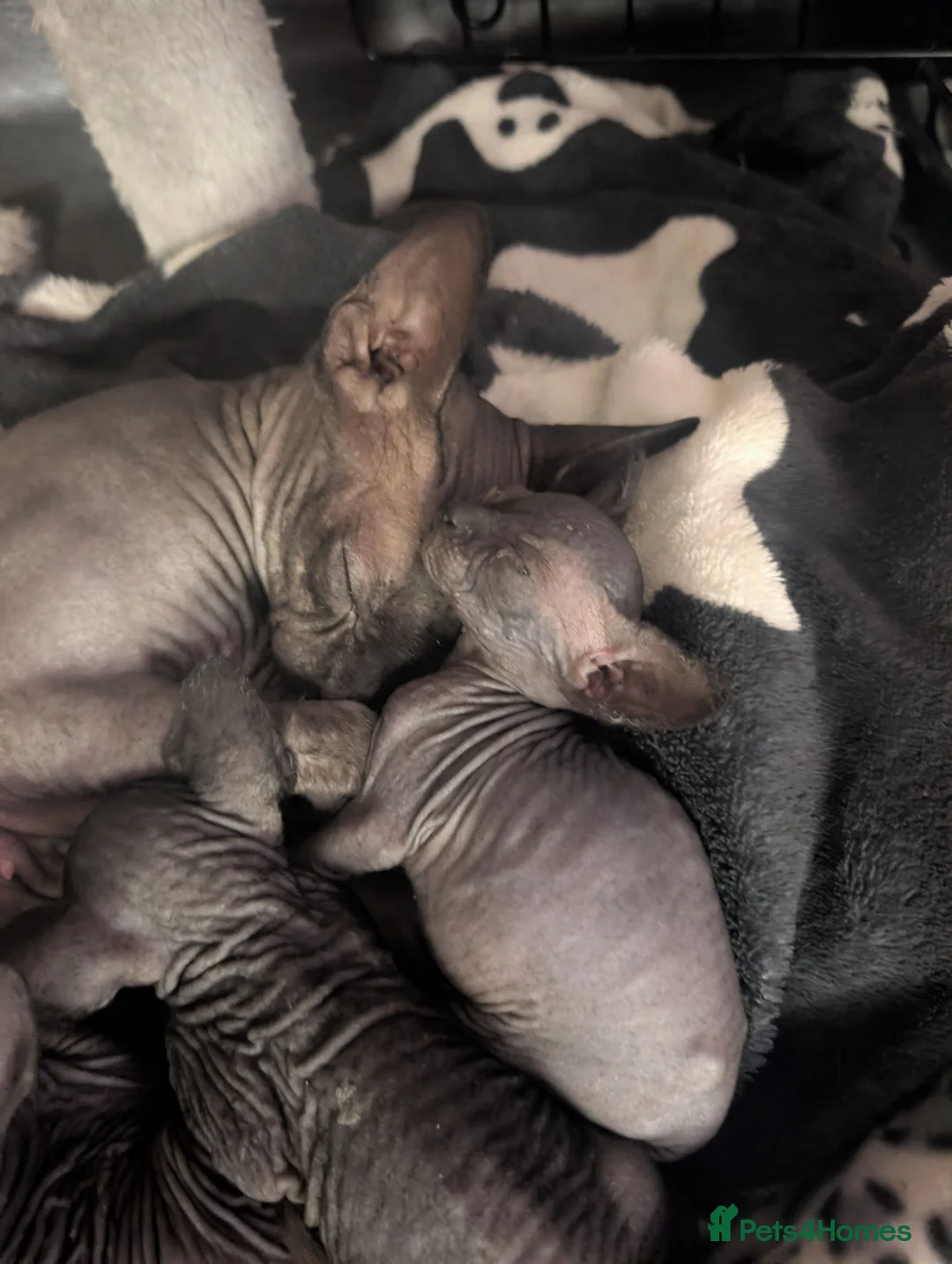 Sphynx cats for sale: Beautiful little boy  - Advert 1