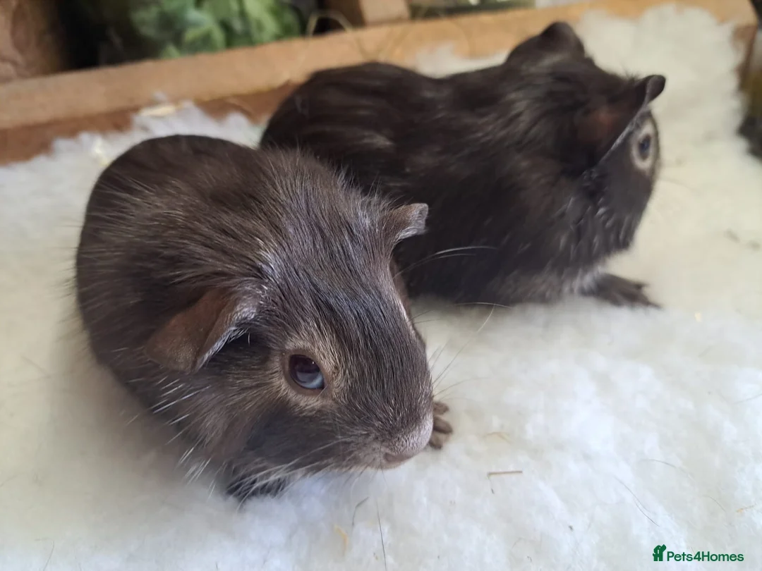 Guinea Pig rodents for sale: 2 show quality male guinepigs  in Stourport-on-Severn - Advert 4
