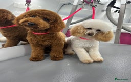 Miniature Poodle dogs for stud: Handsome Miniature Poodle Stud  - Image 7