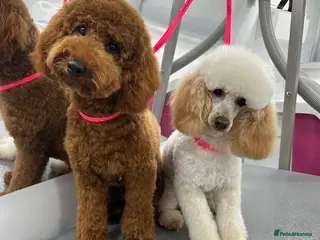 Miniature Poodle dogs Miniature Poodle Stud - Advert 7