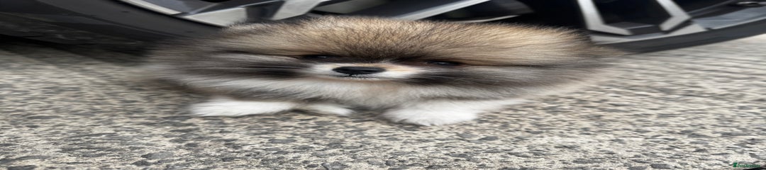 Pomeranian Puppy 1
