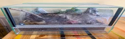 Tarantulas invertebrates for sale: Green Bottle Blue (Chrom. cyaneopubescens) - Advert 4