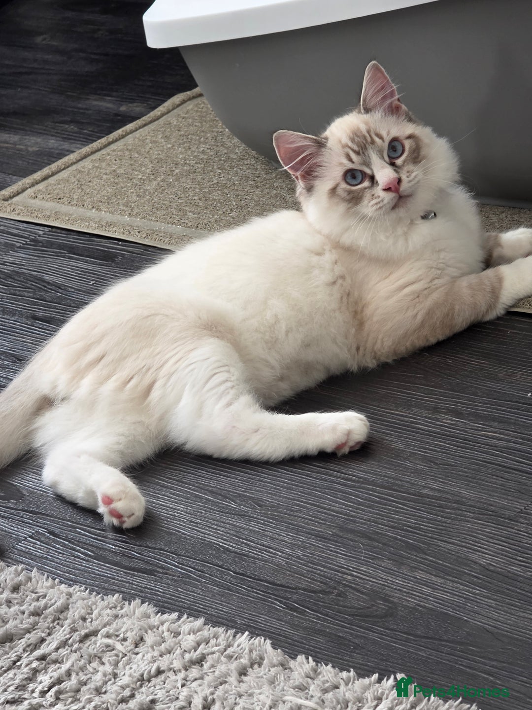 Ragdoll cats for sale: Playful loving boy looking for family home 🏡 - Advert 3