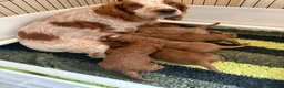 Cockapoo dogs for sale: stunning litter, 3 genratns of my breeding behind  - Advert 2