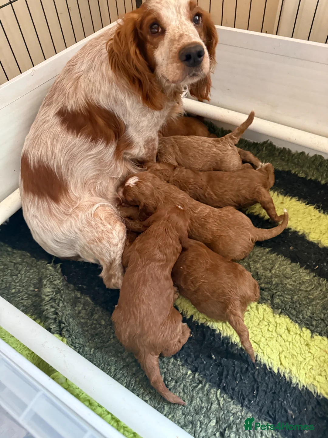 Cockapoo dogs for sale: stunning litter, 3 genratns of my breeding behind  - Advert 2