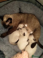 Siamese cats - Advert 2