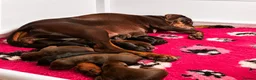 Dobermann dogs for sale:  ✨ A Carefully Planned Litter ✨ - Advert 2