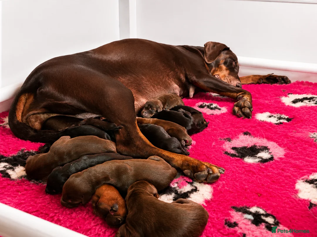 Dobermann dogs for sale:  ✨ A Carefully Planned Litter ✨ - Advert 2
