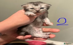 British Longhair cats for sale: 🩵BritishLonghair X Mainecoon Boys🩵 - Image 17