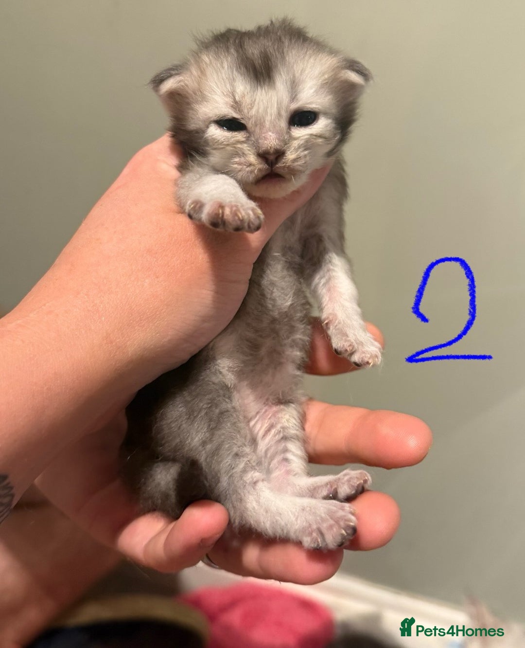 British Longhair cats for sale: 🩵BritishLonghair X Mainecoon Boys🩵 - Image 17