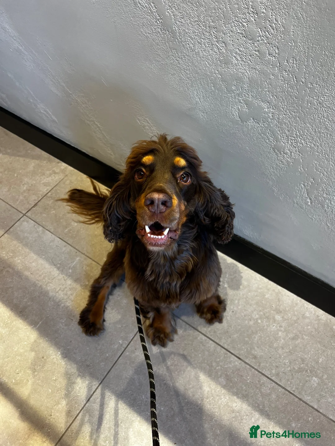 Cocker Spaniel dogs for sale: Cocker Spaniel - to go to a loving home - Advert 2