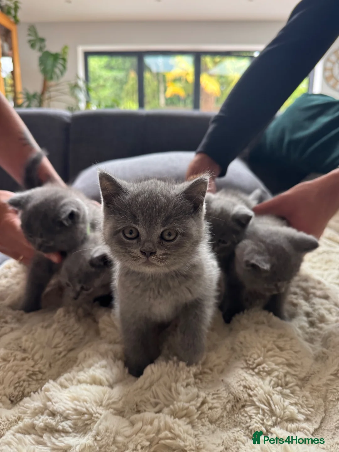 British Shorthair cats for sale: British Shorthair Kittens🐈‍⬛  - Advert 14