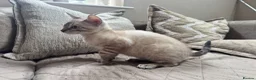 Bengal cats for sale: Stunning TICA Registered Snow Lynx Bengal Kittens - Advert 23