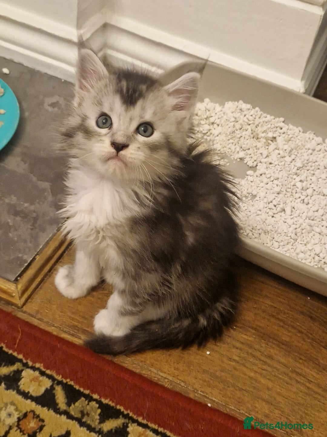 Maine Coon cats for sale: 2 MaineCoon boys - Image 14