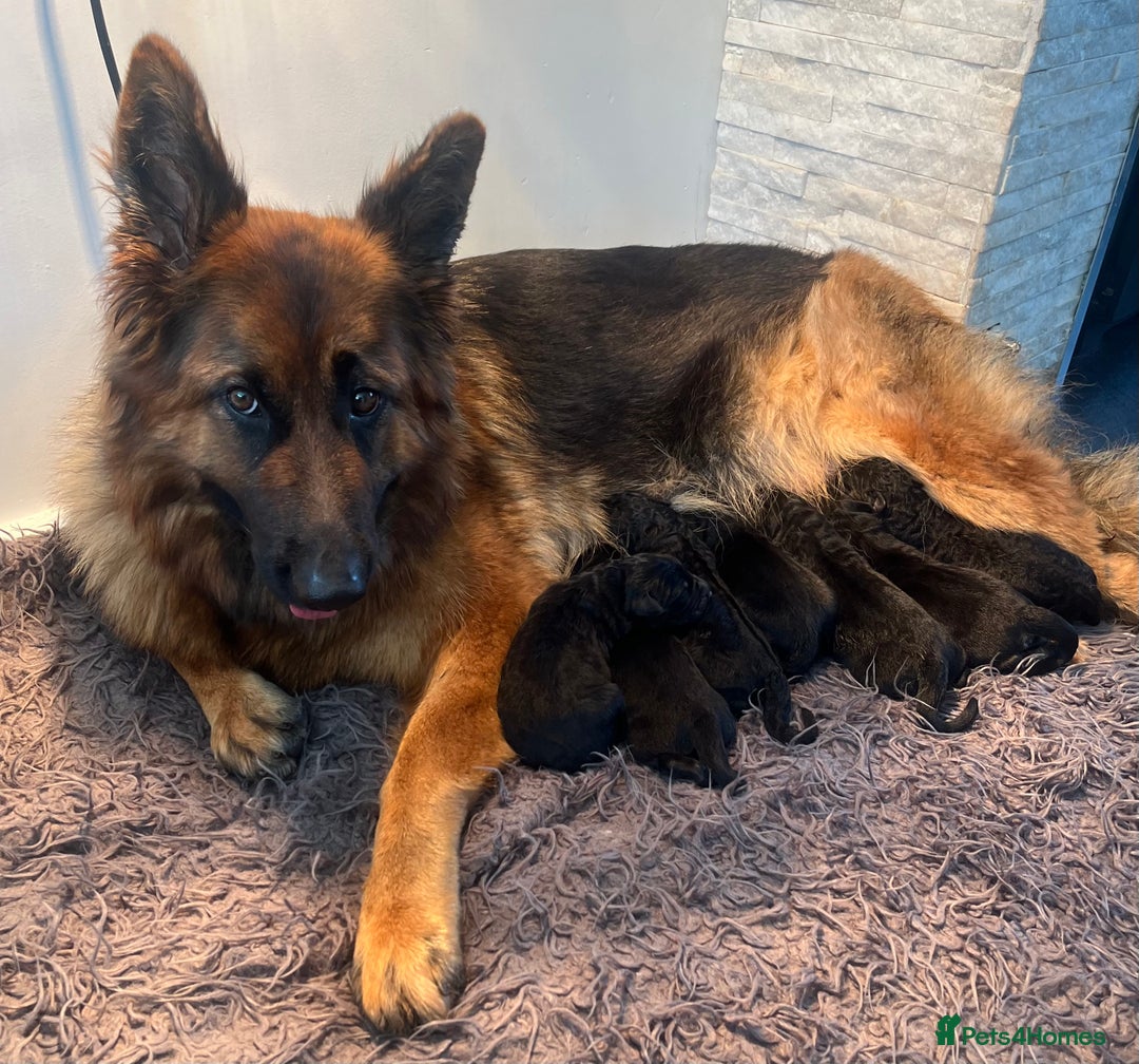German Shepherd dogs for sale: Top Quality GSD puppies available  - Image 8