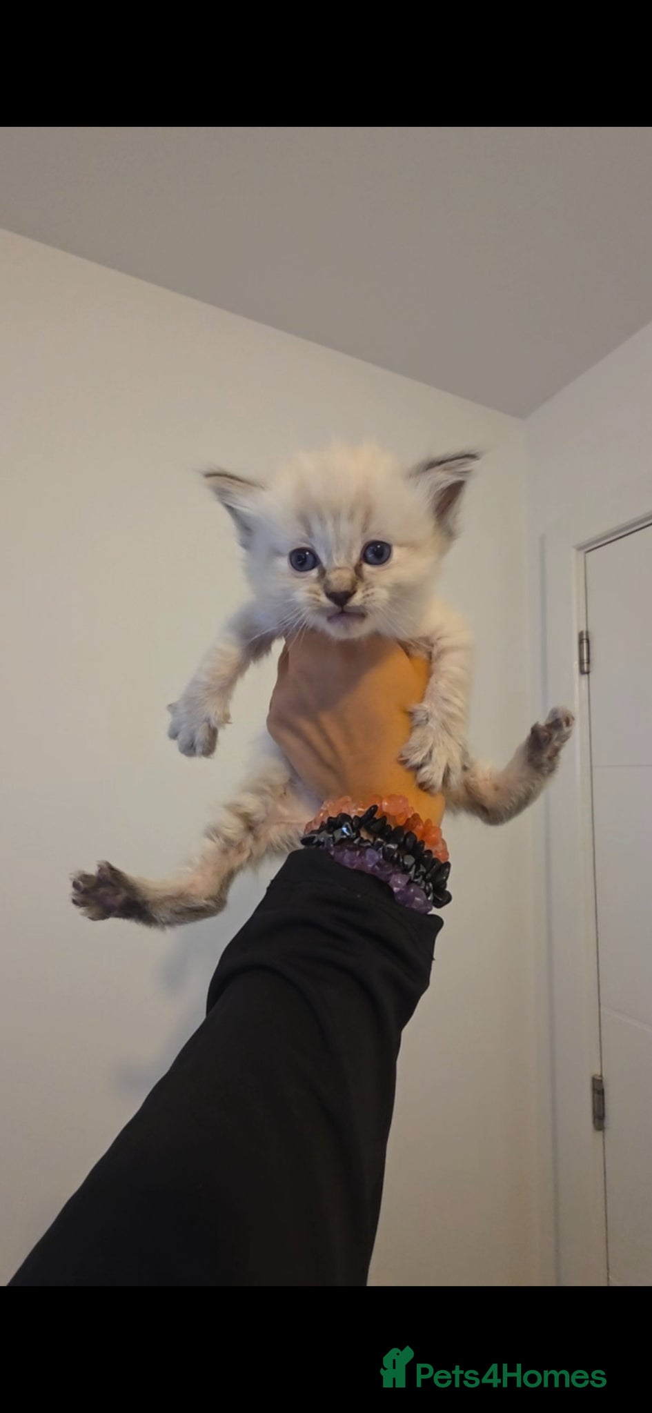 Ragdoll cats Stunning Pure Ragdoll Kittens - Advert 5