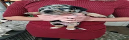 Mixed Breed dogs for sale: Jack Russell Cross Pups - Advert 5