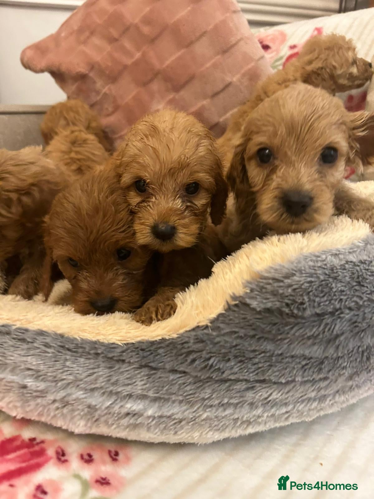 Cockapoo dogs for sale: Adorable cockapoo puppies - Advert 21
