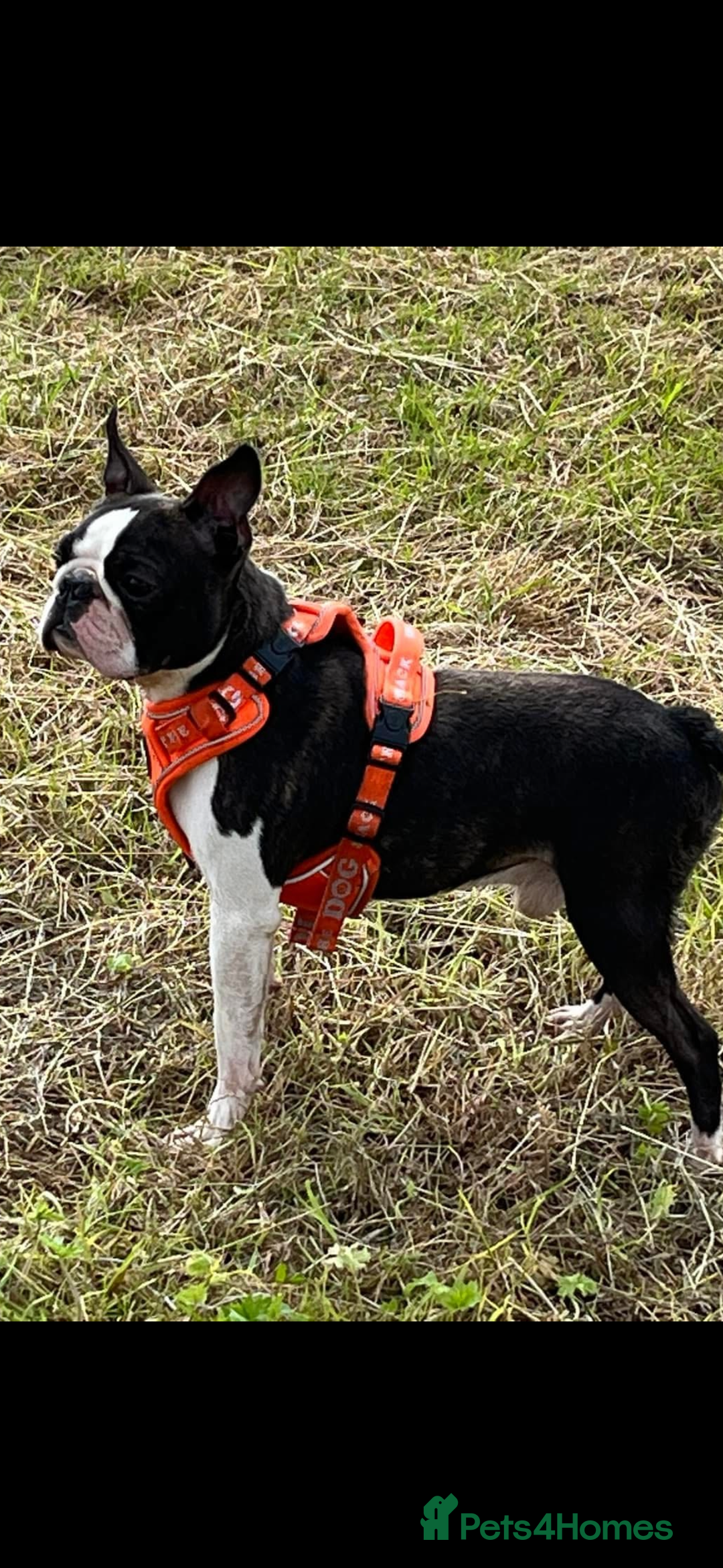 Boston Terrier dogs for sale: Kc reg true to type Boston terrier puppies - Image 12