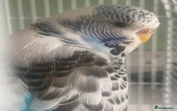 Budgerigars birds for sale: Snowy. Female Budgie. With cage. 5 years old.  - Image 6