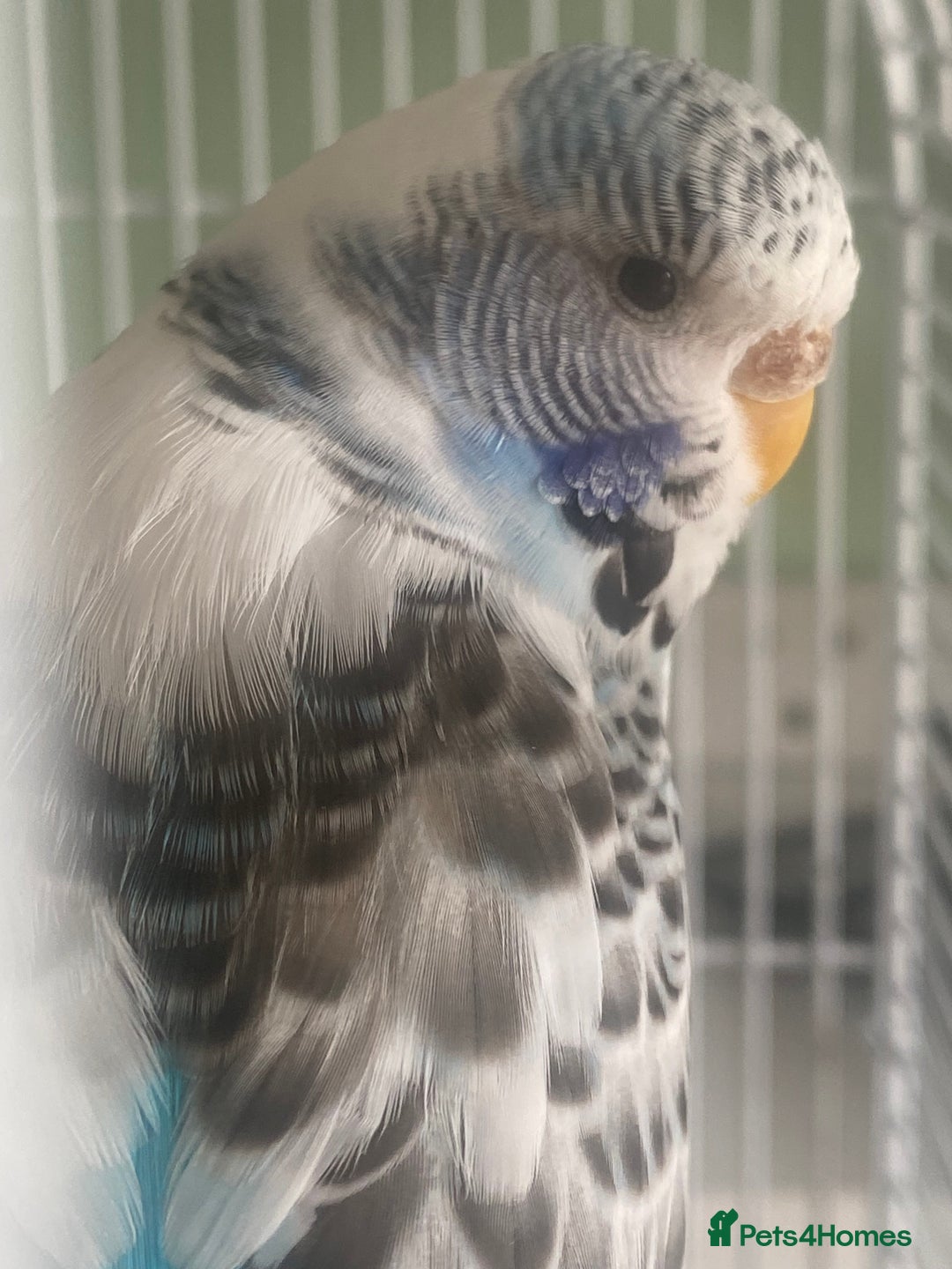 Budgerigars birds for sale: Snowy. Female Budgie. With cage. 5 years old.  - Image 6