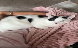 Mixed Breed cats for sale: Male and female cat FREE - Image 5