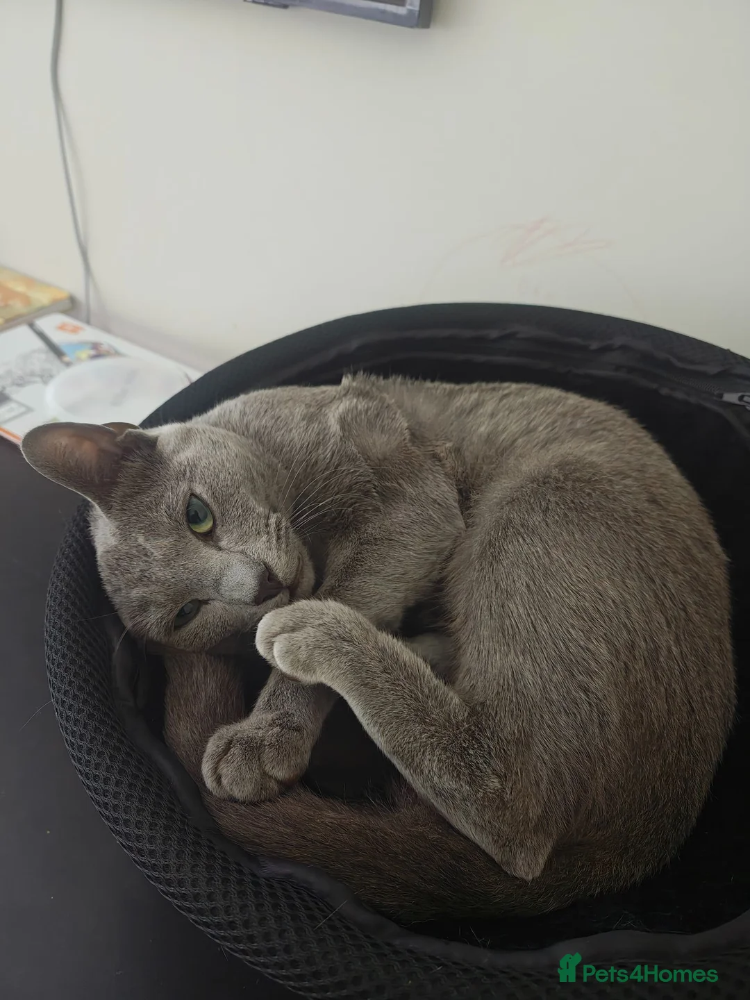 Russian Blue cats for sale: Russian blue - Advert 2