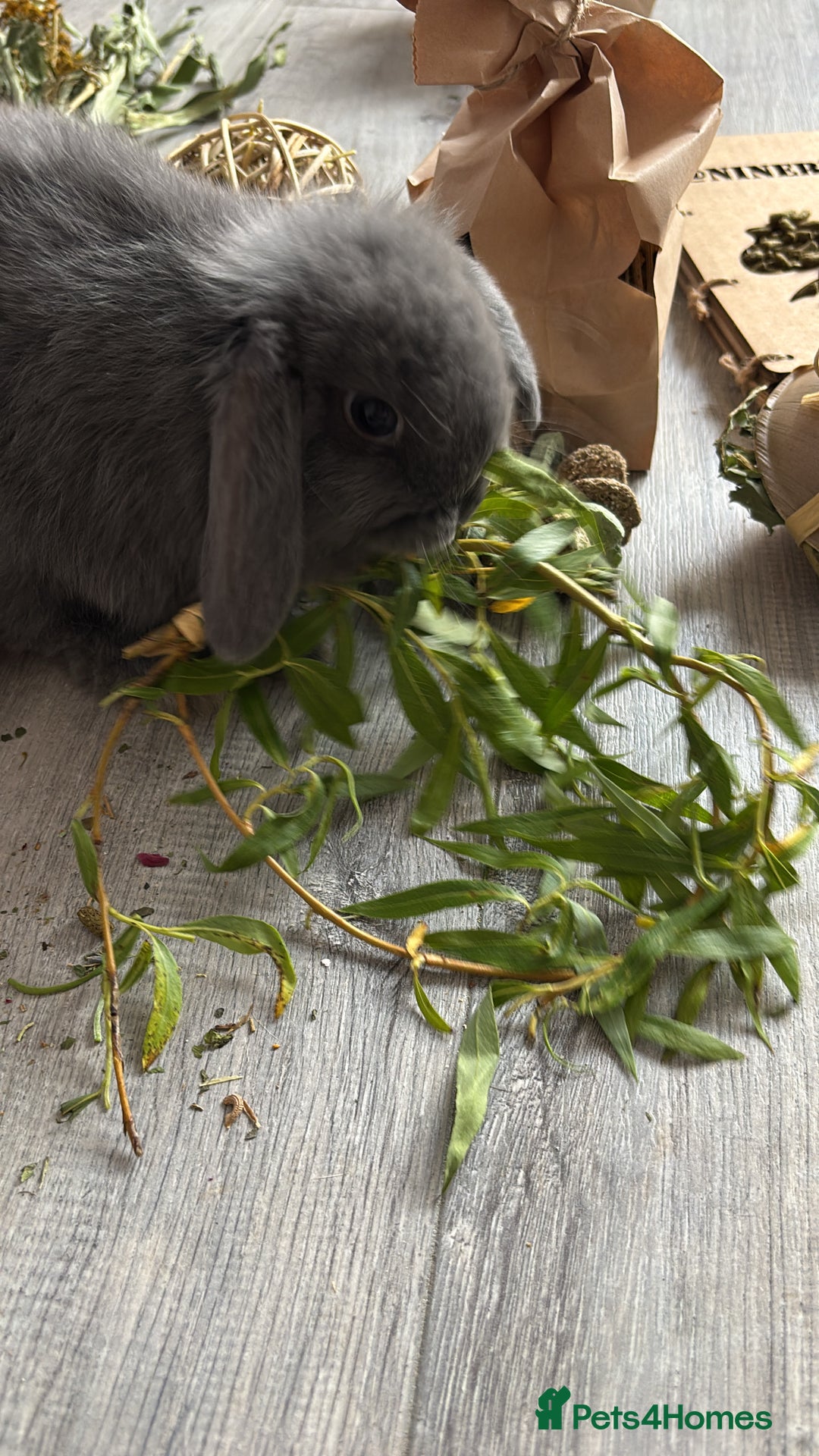 Mini Lop rabbits for sale: Gorgeous Mini Lops  - Image 19