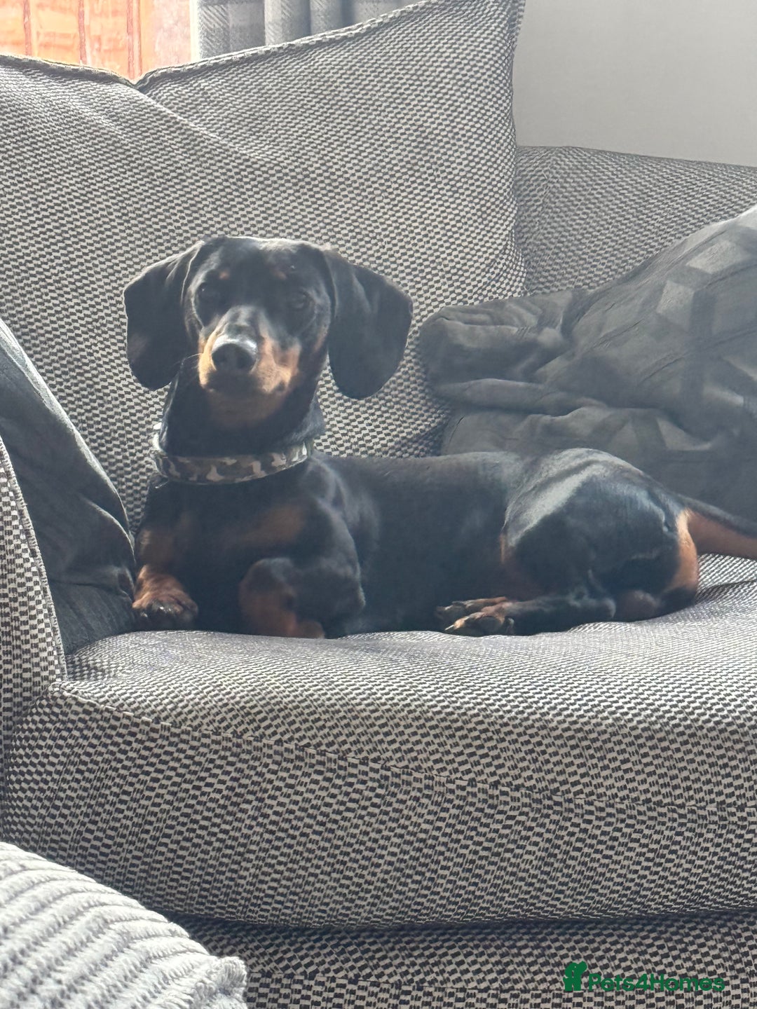 Miniature Dachshund dogs for stud: Snoop is ready to be a stud  - Image 1