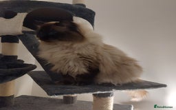 Ragdoll cats for stud: GCCF Active Register Seal Point Awesome Ragdoll in Luton - Image 23